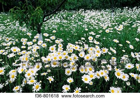 Daisies in orchard in spring, Real Goods, Hopland, Mendocino County, California View Large Photo Image Stock Photo - Daisies in orchard in spring, Real Goods, Hopland, Mendocino County, California. Fotosearch