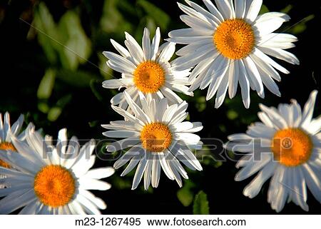 Daisies peer out at the morning sun View Large Photo Image Stock Photography - Daisies peer out at the morning sun. Fotosearch