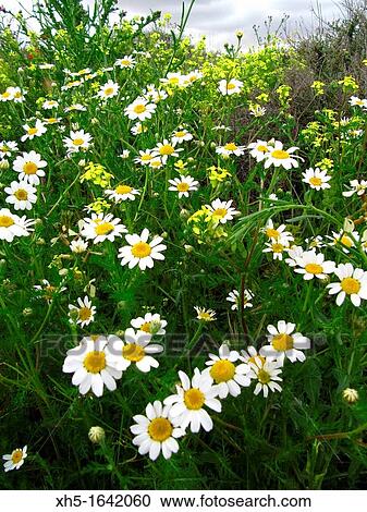 Daisies View Large Photo Image Stock Image - Daisies. Fotosearch