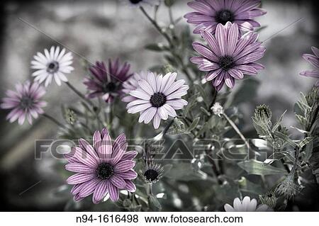 Daisies View Large Photo Image Stock Photo - Daisies. Fotosearch