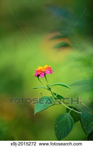 Daisies, wild flower, borneo View Large Photo Image Stock Image - Daisies, wild flower, borneo. Fotosearch