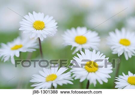 Stock Photo - Daisy Bellis perennis, close up Italy, Europe. Fotosearch