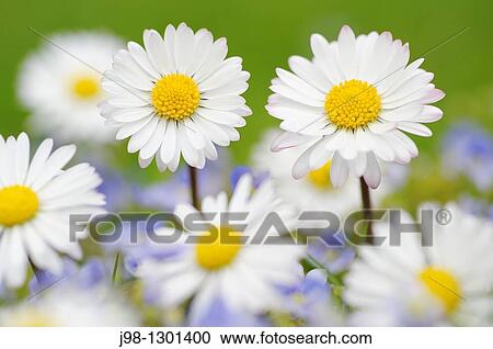 Daisy Bellis perennis, close up Baden-Wurttemberg Baden-Wuerttemberg, Germany, Europe View Large Photo Image Stock Image - Daisy Bellis perennis, close up Baden-Wurttemberg Baden-Wuerttemberg, Germany, Europe. Fotosearch