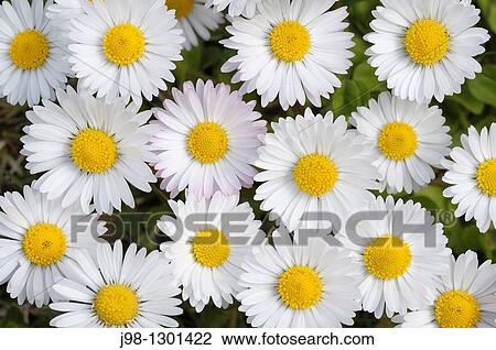 Daisy Bellis perennis, close up Bavaria, Germany, Europe View Large Photo Image Stock Image - Daisy Bellis perennis, close up Bavaria, Germany, Europe. Fotosearch