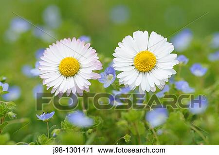 Daisy Bellis perennis, close up Bavaria, Germany, Europe View Large Photo Image Stock Image - Daisy Bellis perennis, close up Bavaria, Germany, Europe. Fotosearch