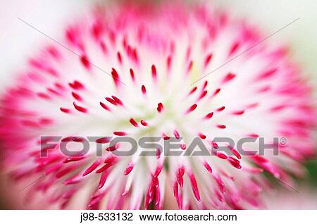 Daisy (Bellis Perennis) View Large Photo Image Stock Image - Daisy (Bellis Perennis). Fotosearch