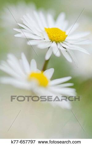 Daisy (Bellis perennis). Westray, Orkney Islands, Scotland. View Large Photo Image Stock Photo - Daisy (Bellis perennis). Westray, Orkney Islands, Scotland.. Fotosearch