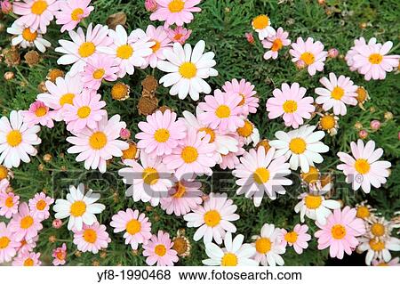 Daisy bushes Alicante Spain. View Large Photo Image Stock Photo - Daisy bushes Alicante Spain.. Fotosearch