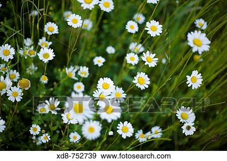 daisy flower Bellis perennis View Large Photo Image Stock Photo - daisy flower Bellis perennis. Fotosearch