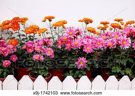 Daisy Flowers, asia View Large Photo Image Stock Image - Daisy Flowers, asia. Fotosearch