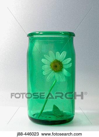 Stock Image - Daisy in green glass jar. Fotosearch
