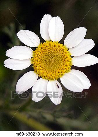 Daisy View Large Photo Image Stock Photo - Daisy. Fotosearch