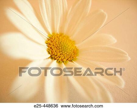 Daisy View Large Photo Image Stock Photograph - Daisy. Fotosearch