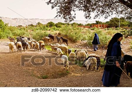 dakhla oasis. egypt. View Large Photo Image Stock Image - dakhla oasis. egypt.. Fotosearch