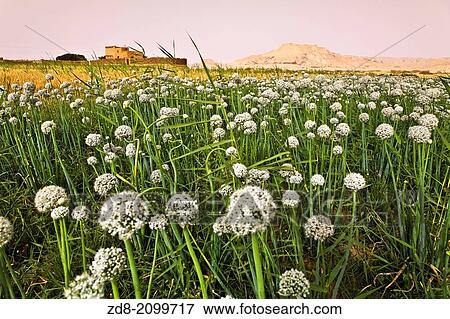 Dakhla oasis. egypt. View Large Photo Image Stock Photo - Dakhla oasis. egypt.. Fotosearch