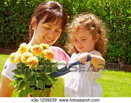 Dalias Dahlia hybr View Large Photo Image Stock Photo - Dalias Dahlia hybr. Fotosearch