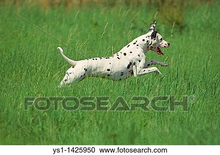 DALMATIAN DOG, ADULT RUNNING THROUGH LONG GRASS View Large Photo Image Stock Image - DALMATIAN DOG, ADULT RUNNING THROUGH LONG GRASS. Fotosearch