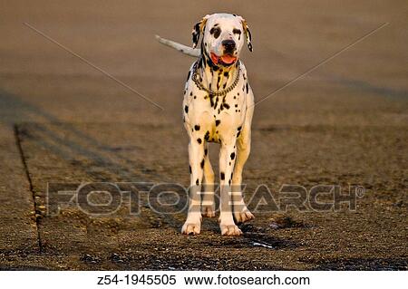 Stock Photography - Dalmatian dog in alert.. Fotosearch