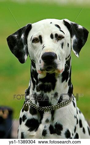 Dalmatian Dog, Portrait of Adult with Collar View Large Photo Image Picture - Dalmatian Dog, Portrait of Adult with Collar. Fotosearch