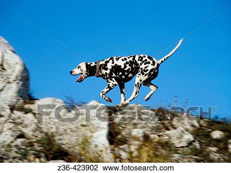 Stock Image - Dalmatian dog running on rock. Fotosearch