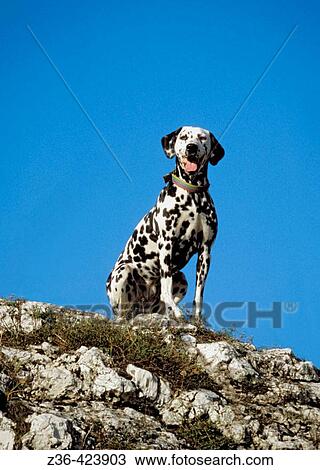 Dalmatian dog sitting on rock View Large Photo Image Stock Image - Dalmatian dog sitting on rock. Fotosearch