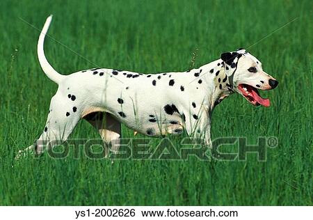 Dalmatian Dog standing in Field. View Large Photo Image Stock Photograph - Dalmatian Dog standing in Field.. Fotosearch