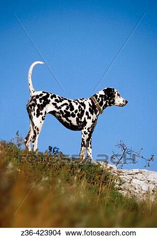 Dalmatian dog standing on rock View Large Photo Image Picture - Dalmatian dog standing on rock. Fotosearch