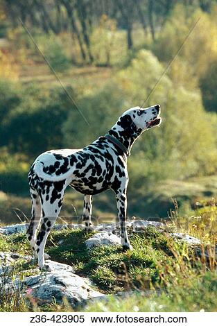 Dalmatian dog standing on rock View Large Photo Image Stock Photography - Dalmatian dog standing on rock. Fotosearch