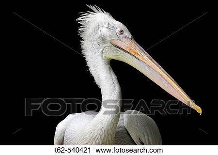 Stock Image - Dalmatian Pelican (Pelecanus crispus). Fotosearch