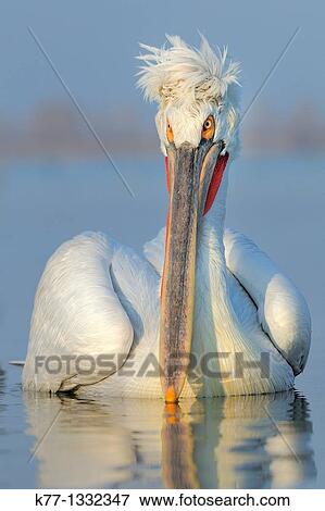 Dalmatian Pelican (Pelecanus crispus) in breeding plumage, Lake Kerkini, Greece, January 2010 View Large Photo Image Stock Photo - Dalmatian Pelican (Pelecanus crispus) in breeding plumage, Lake Kerkini, Greece, January 2010. Fotosearch