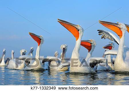 Dalmatian Pelicans (Pelecanus crispus) in breeding plumage, fed with the bycatch of fishermen Lake Kerkini, Greece, January 2010 View Large Photo Image Stock Photo - Dalmatian Pelicans (Pelecanus crispus) in breeding plumage, fed with the bycatch of fishermen Lake Kerkini, Greece, January 2010. Fotosearch