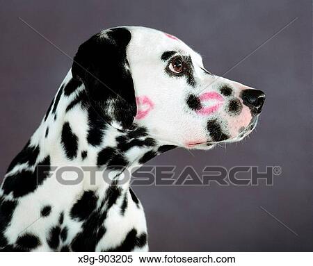 Stock Photography - Dalmatian with kiss marks. Fotosearch