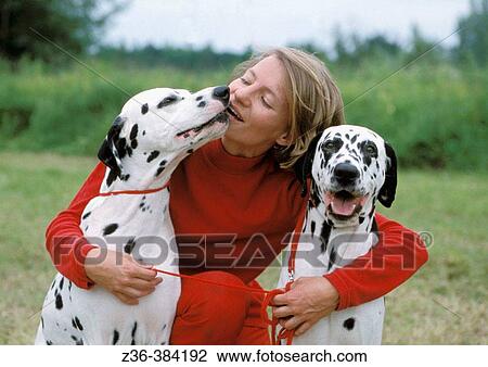Dalmatians View Large Photo Image Stock Image - Dalmatians. Fotosearch