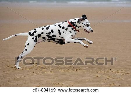 Dalmation Dog running on Beach View Large Photo Image Stock Photo - Dalmation Dog running on Beach. Fotosearch