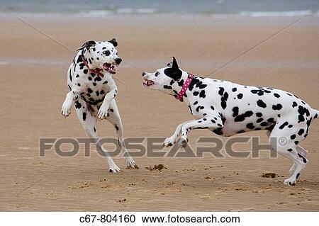 Dalmation Dogs running on Beach View Large Photo Image Stock Image - Dalmation Dogs running on Beach. Fotosearch