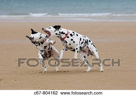 Dalmation Dogs running on Beach View Large Photo Image Stock Image - Dalmation Dogs running on Beach. Fotosearch