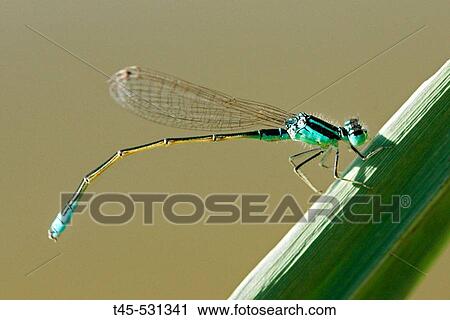 Damselfly. Aubignan, Provence, France View Large Photo Image Stock Image - Damselfly. Aubignan, Provence, France. Fotosearch