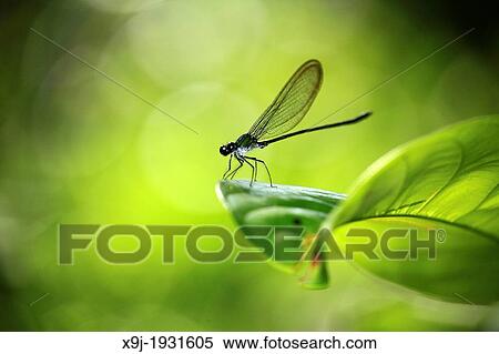 DAMSELFLY, Borneo View Large Photo Image Stock Photography - DAMSELFLY, Borneo. Fotosearch