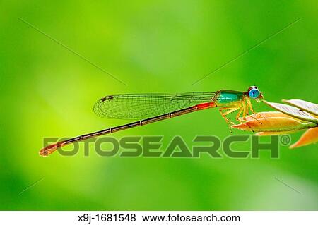 DAMSELFLY, dragon fly, borneo View Large Photo Image Stock Photo - DAMSELFLY, dragon fly, borneo. Fotosearch