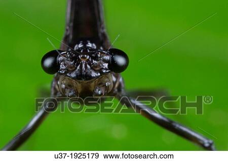 Damselfly. Image taken at Kampung Satau, Sarawak, Malaysia. View Large Photo Image Stock Photo - Damselfly. Image taken at Kampung Satau, Sarawak, Malaysia.. Fotosearch