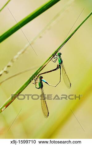 DAMSELFLY, mating, Borneo. View Large Photo Image Stock Image - DAMSELFLY, mating, Borneo.. Fotosearch