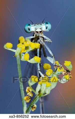 Damselfly on a fennel looking camera View Large Photo Image Stock Image - Damselfly on a fennel looking camera. Fotosearch