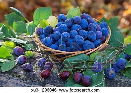 Stock Photograph - Damsons in a basket. Fotosearch