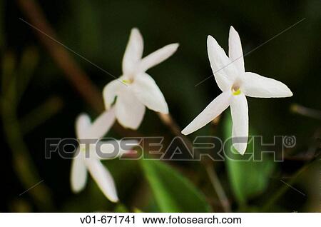 Dancing flowers View Large Photo Image Stock Image - Dancing flowers. Fotosearch