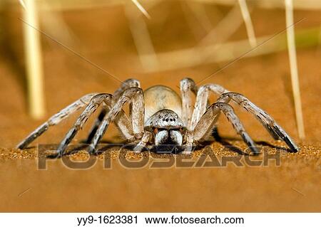 Dancing White Lady Spider - Wolwedans - NamibRand Nature Reserve - Hardap Region, Namibia, Africa View Large Photo Image Stock Image - Dancing White Lady Spider - Wolwedans - NamibRand Nature Reserve - Hardap Region, Namibia, Africa. Fotosearch