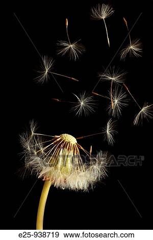 Stock Photo - Dandelion clock. Fotosearch
