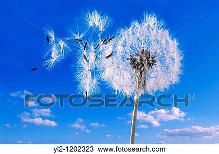 Dandelion clocks seed heads View Large Photo Image Stock Image - Dandelion clocks seed heads. Fotosearch