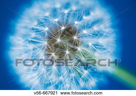 Dandelion in front of a blue sky View Large Photo Image Stock Image - Dandelion in front of a blue sky. Fotosearch