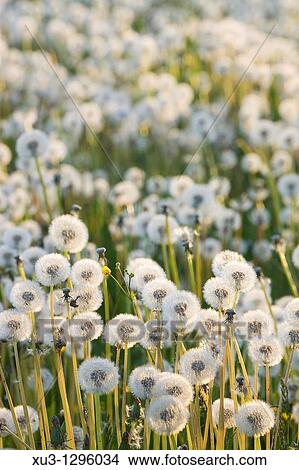 Picture - Dandelion meadow. Fotosearch
