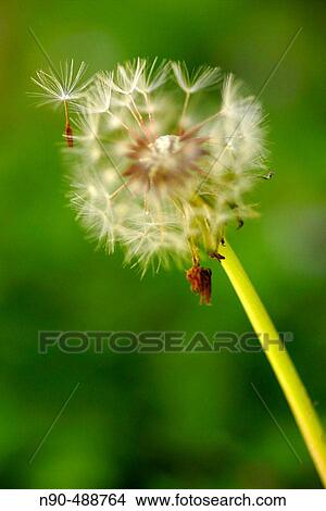 Dandelion. View Large Photo Image Picture - Dandelion.. Fotosearch